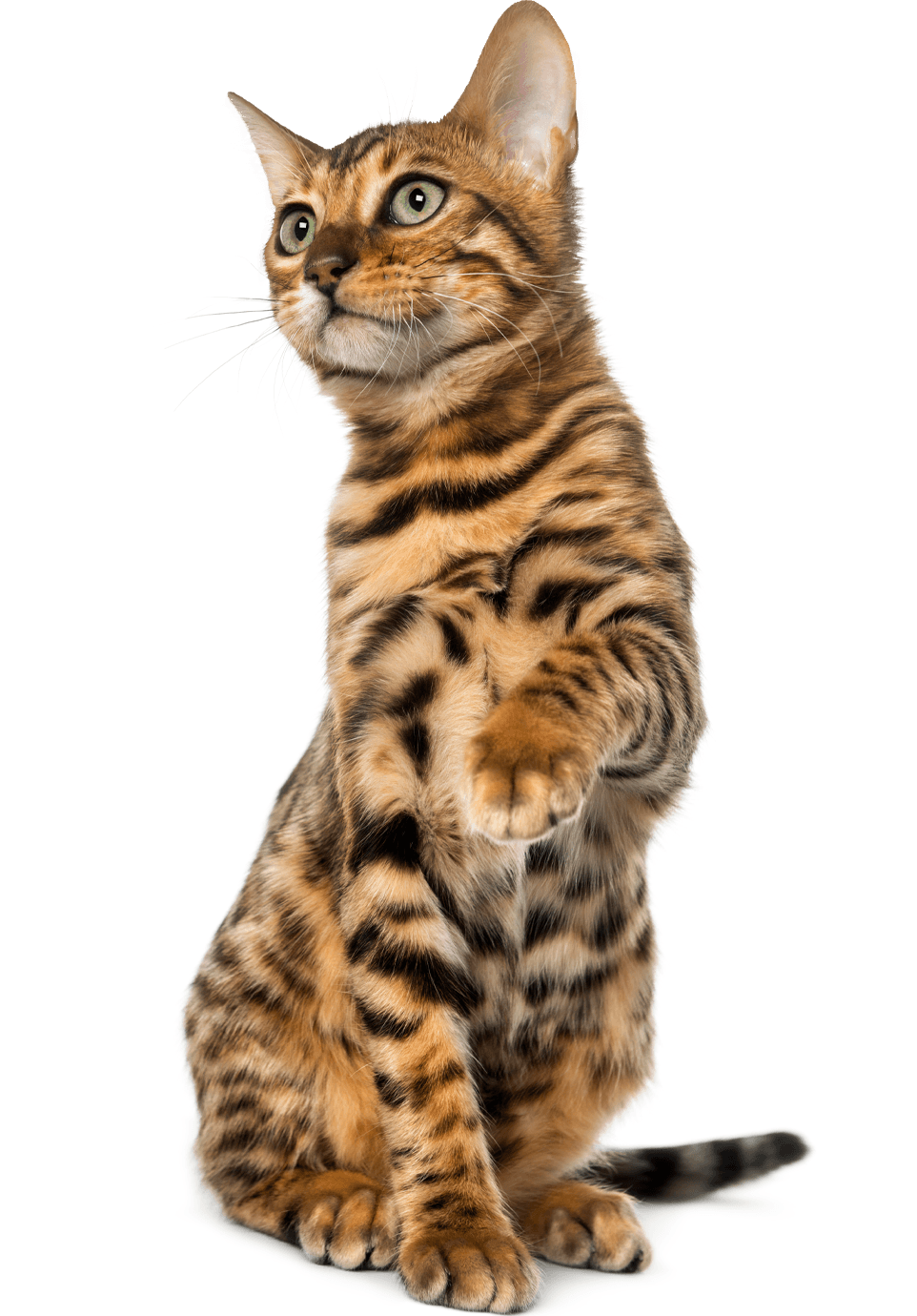 bengal cat sitting