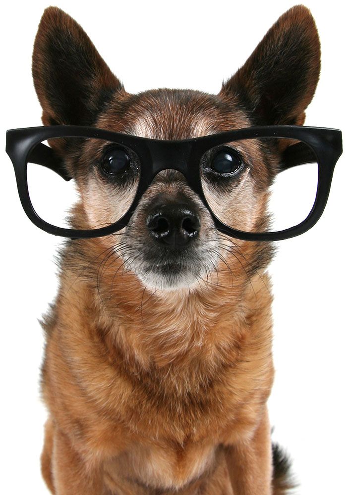 cute chihuahua dog with glasses