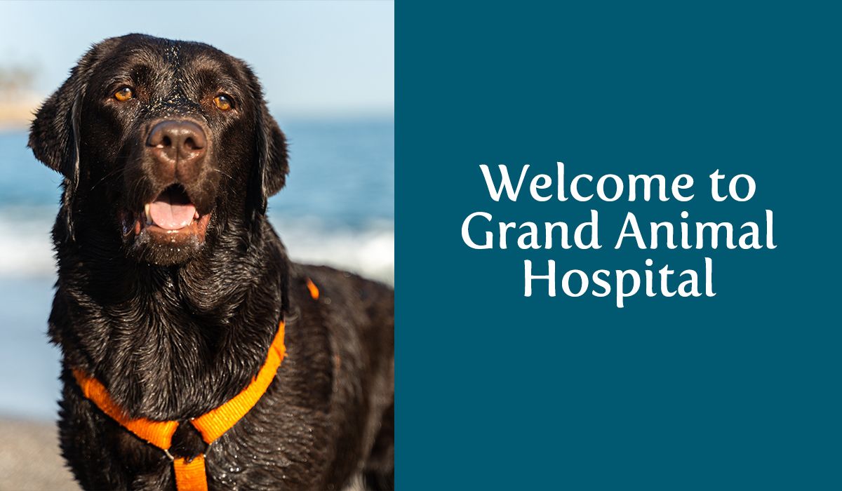 Welcome to Grand Animal Hospital!