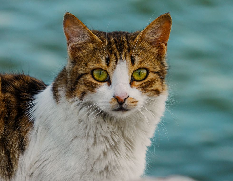 furry cat near the ocean
