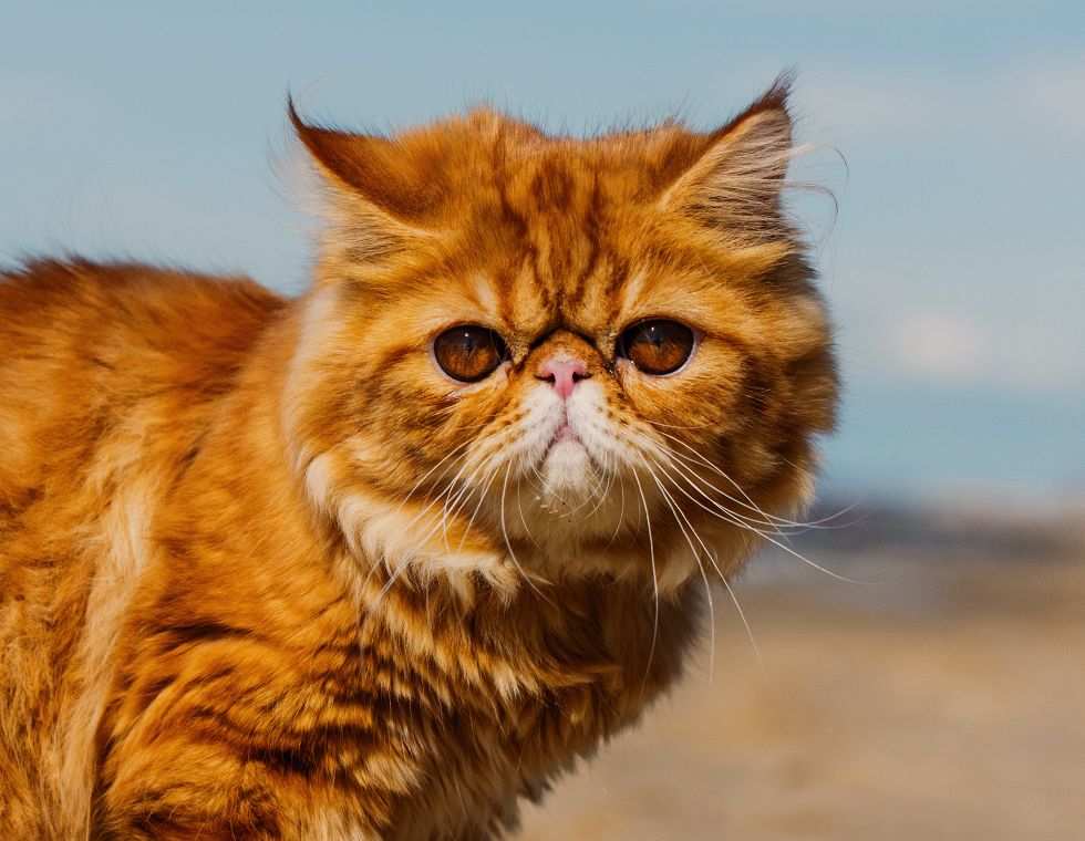 red persian dog at the beach