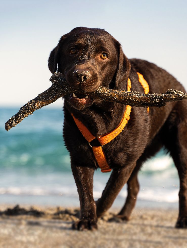 dog playing with a stick on the beach