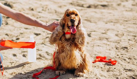 Summer Pet Safety Essentials: Protecting Your Pets from Heat, Parasites, and Emergencies