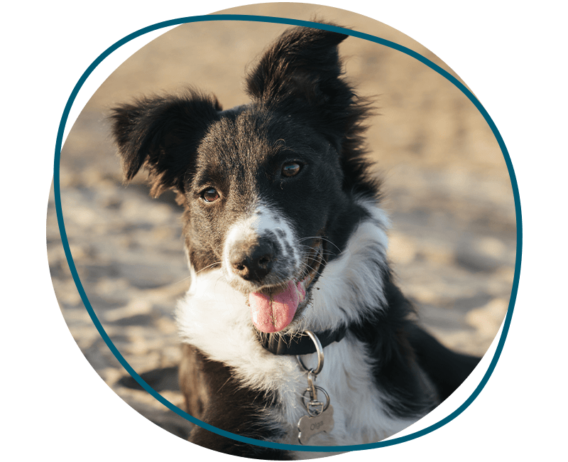happy border collie dog relaxing sandy beach